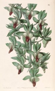 Catasetum socco by Miss Drake
